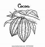 Cacao Cocoa Plant Coloring Bean Clipart Fruits Drawing Isolated Background Exotic Branch Drawn Graphic Hand Fruit Plants Shutterstock Sketch Pages sketch template