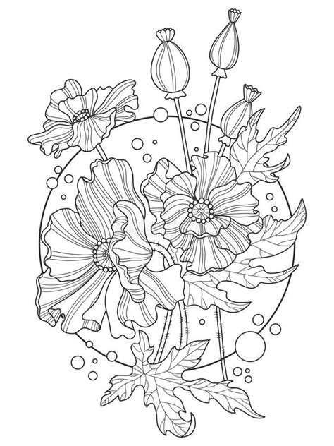 poppy flowers coloring book vector illustrationbook coloring flowers