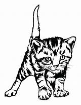 Coloring Kitten Pages Cat Tabby Printable Baby Cute Print Drawing Kittens Kids Real Puppy Cats Color Realistic Colouring Getcolorings Getdrawings sketch template