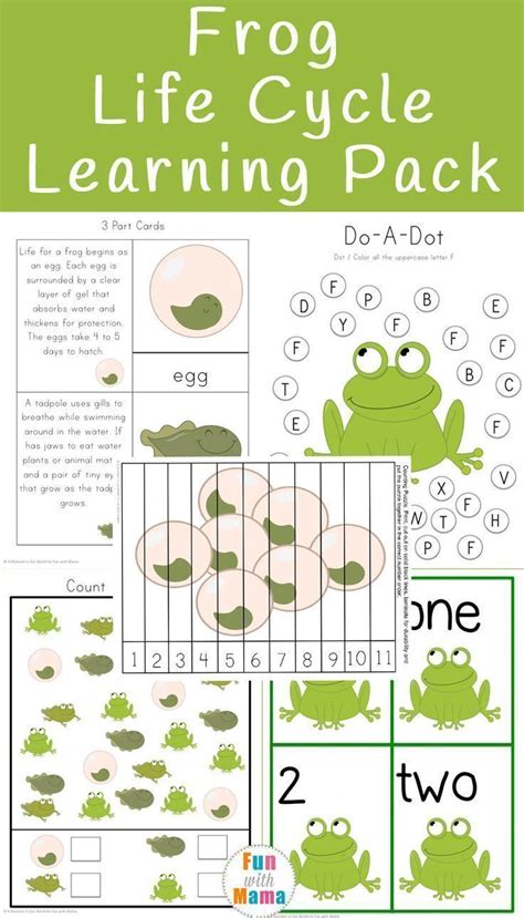 life cycle   frog printable educational worksheets  kids