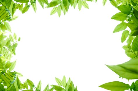green leaf border png   cliparts  images  clipground