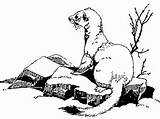 Weasel Coloring Color Pages Getcolorings Designlooter Printable Getdrawings 66kb 336px sketch template