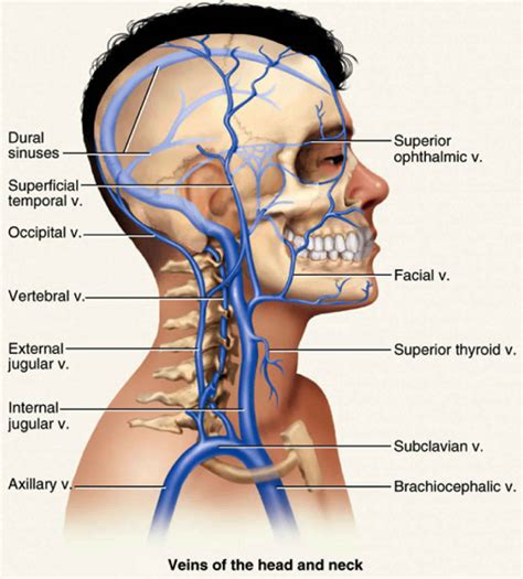 jugular vein internal  external jugular vein anatomy location function