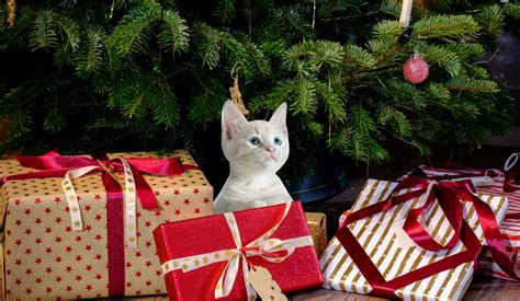 christmas cat  stock photo public domain pictures