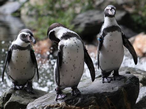 alle informatie  de pinguin beekse bergen pinguins zoogdieren dieren