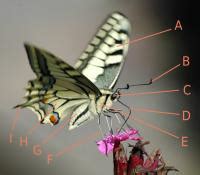 de vlinder een elegant insect dier en natuur dieren