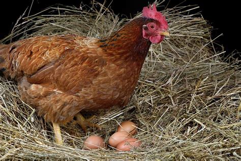 Meat Chicken Breeds The 5 Best For Raising In The Backyard