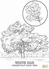 Coloring Tree State Connecticut Pages Printable Drawing Silhouettes sketch template