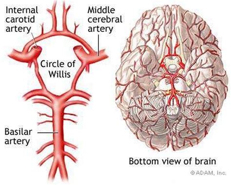 pictures  basilar artery