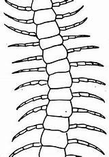 Centipede sketch template