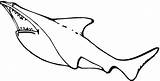Kolorowanki Squalo Rekiny Rekin Dzieci Bestcoloringpagesforkids Druku Mega Sharks Pobrania Wydruku sketch template