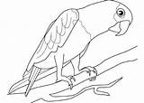 Papagei Papageien Erwachsene Colouring Getdrawings sketch template