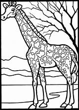 Girafas Africa Giraffe sketch template