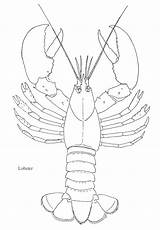 Lobster Draw sketch template