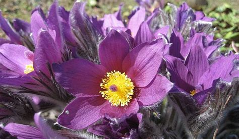 south dakota purple garden flowers flower pictures