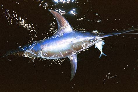 swordfish fishing charters south florida miami