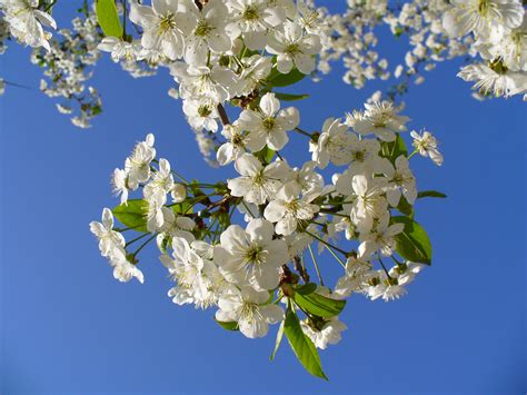filecherry tree blossom  gjpg