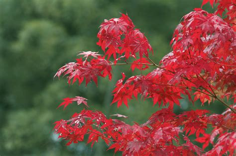fast  red maple trees grow  pictures ehow