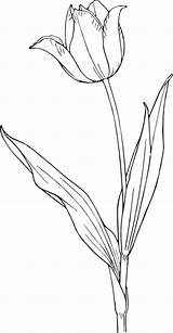 Clip Tulips Tulip Clipart Flower sketch template