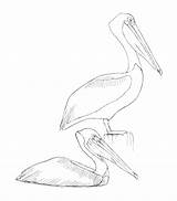 Pelican Sibley sketch template