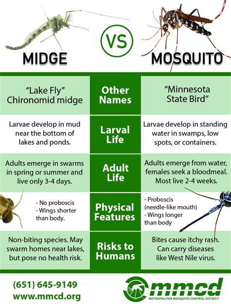 Mosquitoes Vs Midges Whats Bugging You Metropolitan Mosquito