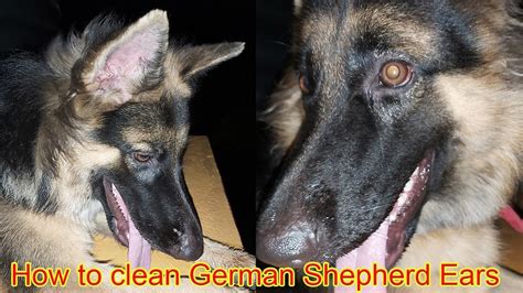 clean german shepherd ears cleaning  gsd ears debbie ears
