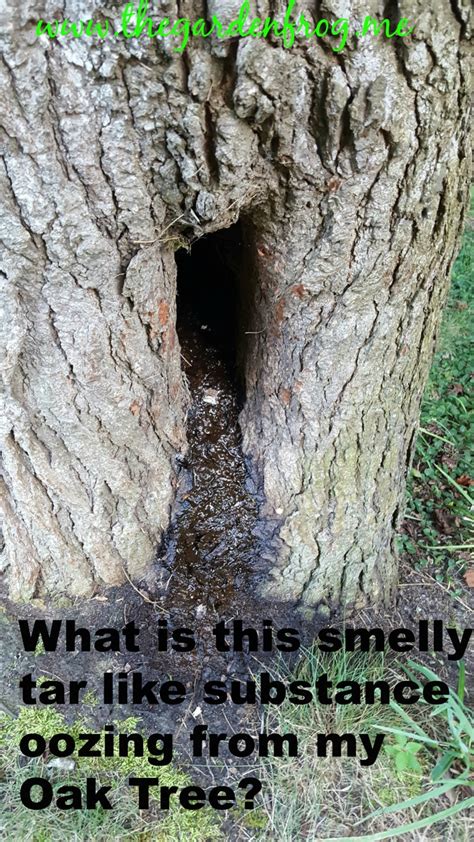 What Is This Smelly Tar Like Substance Leaking From My Oak Tree