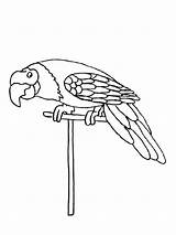 Macaw Coloring Pages Birds Printable Recommended sketch template