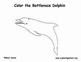 Coloring Dolphin Bottlenose Printing Pdf Downloading Exploringnature sketch template