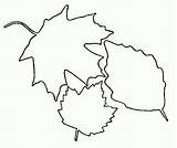Bladeren Leaf Coloring Planse Frunze Colorat Animasi Mewarnai Daun Toamna Colaj Bergerak Gambar Coloriages Malvorlagen Blatter Laisse Kleurplaat Autunno Foglie sketch template