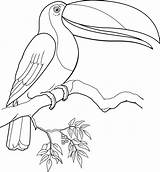 Toucan Coloring Pages Bird Printable Getcolorings sketch template