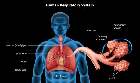 human respiratory system model labeled
