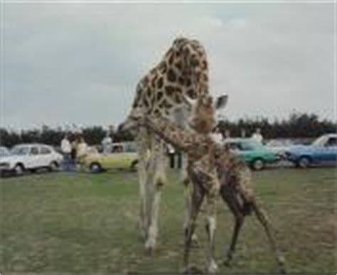 geboorte van een baby giraffe  de beekse bergen beeld en geluid wiki