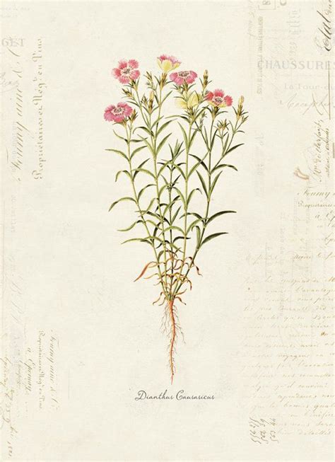 vintage botanical flower dianthus causasicus on french ephemera print 8x10 p33 vintage