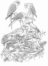 Vogels Vogel Oiseaux Ausmalbilder Coloriage Animaux Kleuren Coloriages Ausmalbild Ausdrucken Dieren Erwachsene Loro Colorier Fruhling Kleurplaatjes Stemmen Stimmen Kolorowanki Pintar sketch template