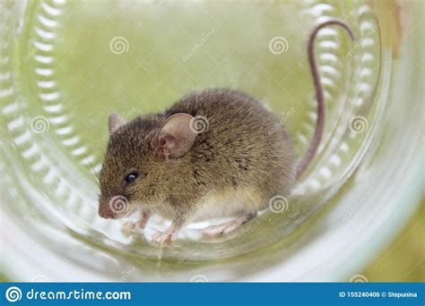 Cute Little Mouse In A Glass Mouse Caught In A Jar Gray Mouse Close