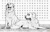 Retrievers Retriever Hond Honden Twee Perros Supercoloring Pound Retreivers Printen Pup Dieren sketch template