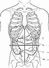 Abdomen Body Anatomy Planes Upper Left Cord Spinal Human Anatomical Quadrant Continue Medical Reading Nursing Rr School sketch template