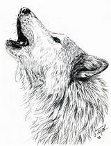 Wolf Howling Drawing Head Moon Drawings Tattoo Pencil Artwanted Coloring Pages Gayle Taylor Tattoos Howl Realistic Color Sketches Draw Animal sketch template