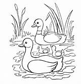 Mallard Duck Coloring Pages Printable Getcolorings Color sketch template