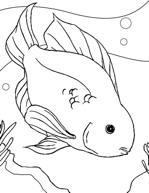 parrot fish coloring page coloring pages