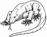 Komodo Dragons Designlooter Reptiles Southwestdanceacademy sketch template