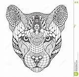 Zentangle Puma Panther Lion Mountain Cougar Stylized Ve Head Pattern Pencil Vector Zen Animal Illustration sketch template