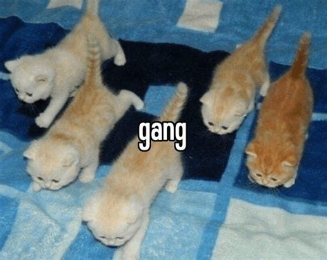 The Real Gang R Wholesomememes Wholesome Memes Silly Cats Funny