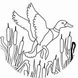 Duck Flying Coloring Pages Printable Mallard Coloringpages Version sketch template