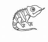Chameleon Coloring Pages Pascal Tangled Disney Drawing Template Cameleon Standing Getdrawings Print Color Branch Tree Designlooter Place Paintingvalley Getcolorings 48kb sketch template