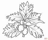 Breadfruit Coloring Pages Drawing Fruit Fruits Blackberry Printable Kids Color Cranberry Getdrawings Plant Getcolorings Print Categories sketch template