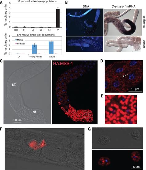rapid genome shrinkage in a self fertile nematode reveals sperm