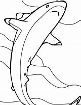 Shark Coloring Pages Printable Kids sketch template
