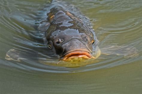 najwieksze ryby zlowione  polskich wodach oto oficjalne rekordy